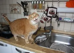 Кот на кухне фото
