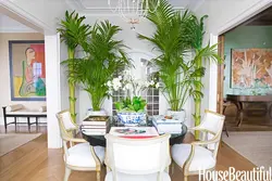 Palm tree in the kitchen photo