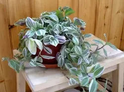 Tradescantia дар акси ошхона