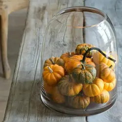 Photo of pumpkin in the kitchen