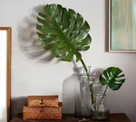 Monstera in the living room interior