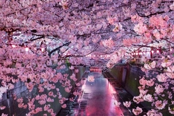 Sakura Hamamının Şəkli