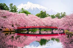 Photo of sakura bath