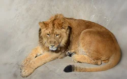 Photo of a lion in the bathroom