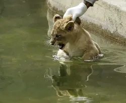 Фото лев в ванной
