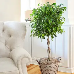 Ficus in the bedroom photo