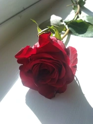 Photo of one rose in the kitchen