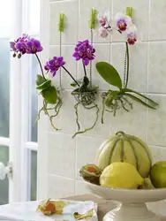 Цветок на стене в кухне фото