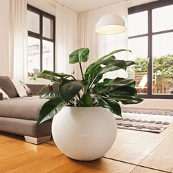 Ficus in the living room interior