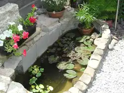 Pond baths photo