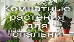 Фото Цветов Которые Нельзя Ставить В Спальне