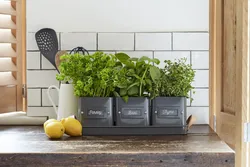 Flowers in pots in the kitchen photo