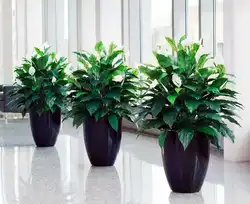 Photo Of Indoor Plants For The Hallway