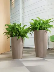 Photo of indoor plants for the hallway