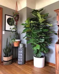 Photo of indoor plants for the hallway