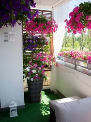 Photo of flowers inside the loggia