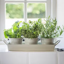 Flower pots in the kitchen photo