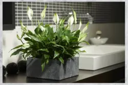 Flowers In The Bathroom Interior Photo