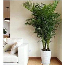Пальмы в интерьере гостиной фото