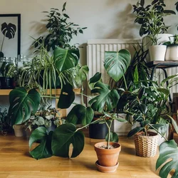 Shade-loving indoor plants for the hallway and unpretentious photos