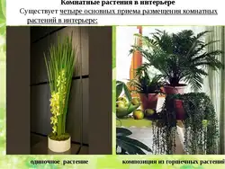 Тенелюбивые растения комнатные для прихожей и неприхотливые фото