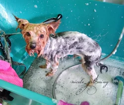 Yorkie in the bathroom photo