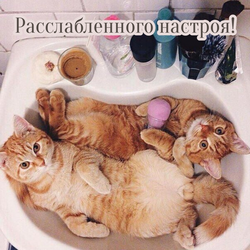 Фото котов в ванне