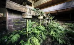 Fern in the kitchen photo