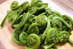 Fern in the kitchen photo