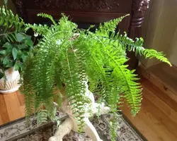 Папоротник дар акси ошхона