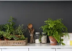 Fern in the kitchen photo