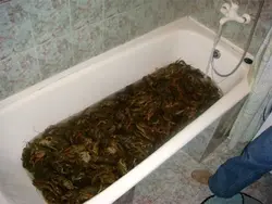 Hamam fotosunda xərçəngkimilər