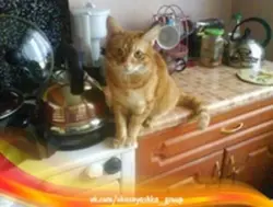 Кот на кухне фото