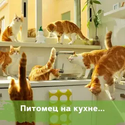 Cat in the kitchen photo