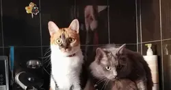 Кот на кухні фота