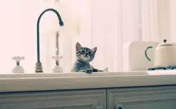 Кот на кухне фото