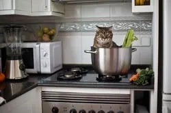 Кот на кухне фото