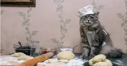 Oshxonadagi mushuk fotosurati