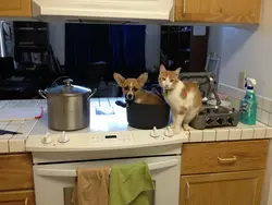 Кот На Кухне Фото