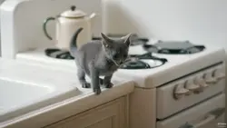 Cat in the kitchen photo