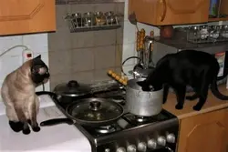 Кот на кухне фото