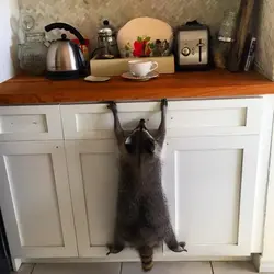 Кот на кухне фото