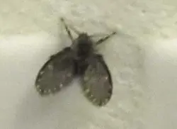Hamam fotosunda midges