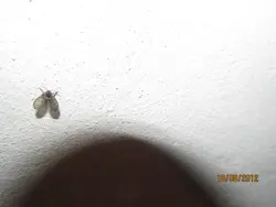 Hamam Fotosunda Midges