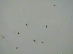 Мошки В Ванной Фото