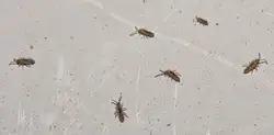 Мошки в ванной фото