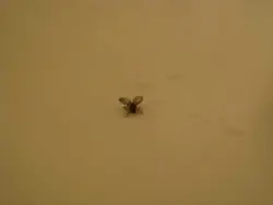 Hammom fotosuratidagi midges