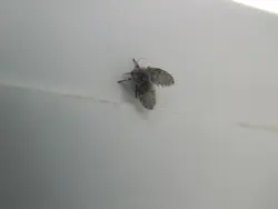 Категорияҳо 