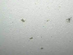 Midges in the bathroom photo