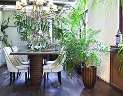 Palm tree in the kitchen photo